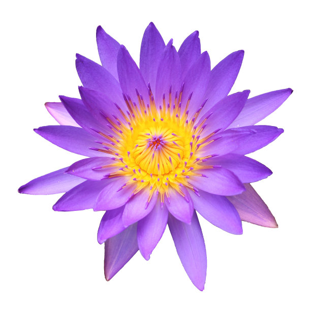 荷花孤立在白色背景上图片下载