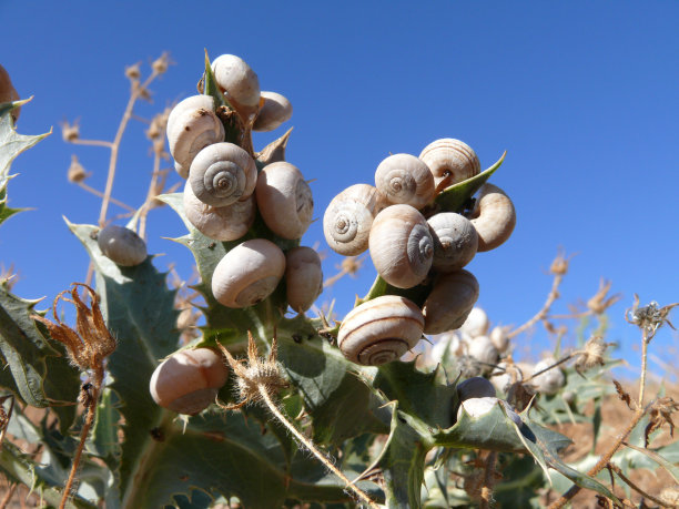 植物上的蜗牛图片下载