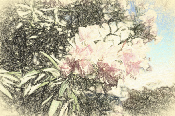 detai喜欢粉色夹竹桃图片下载