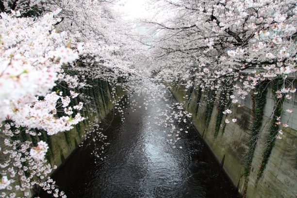 日本东京神田河上盛开的樱花图片下载