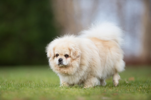 小白狗图片下载