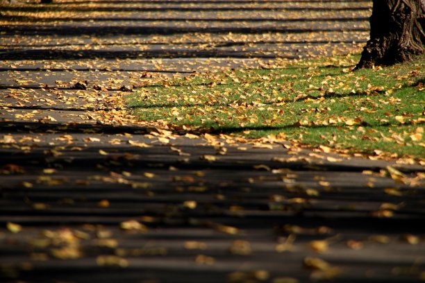 木头上植物的特写镜头图片下载