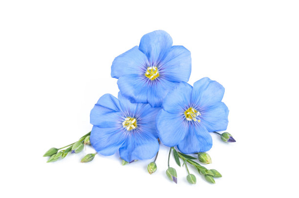 有种子的亚麻花靠近白色图片下载