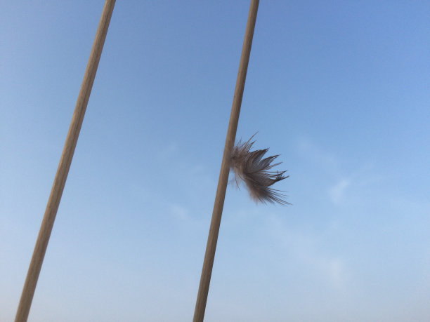 羽毛在天空图片下载