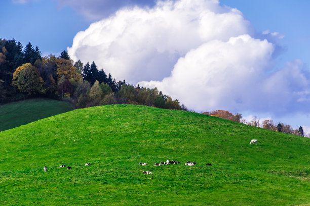 秋季的奶牛场图片下载