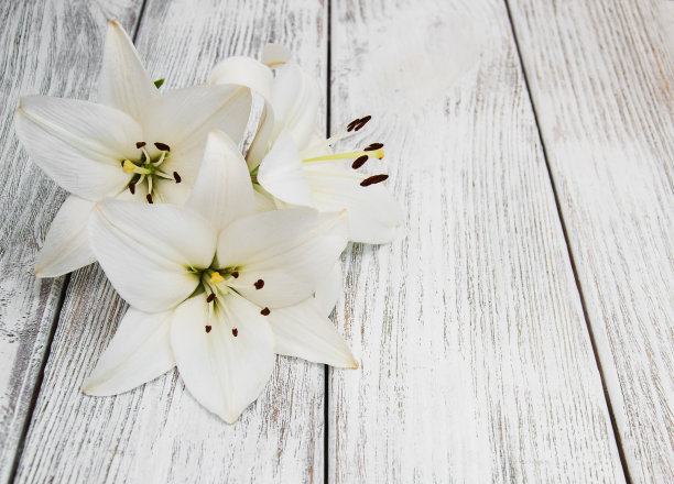 木桌上放着白色的百合图片下载