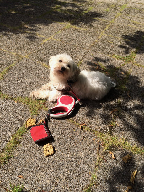 小白狗出来散步图片下载