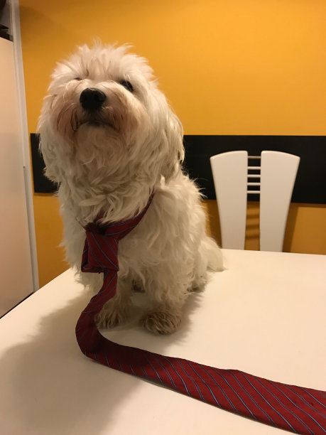 戴着红色领带的小狗图片下载