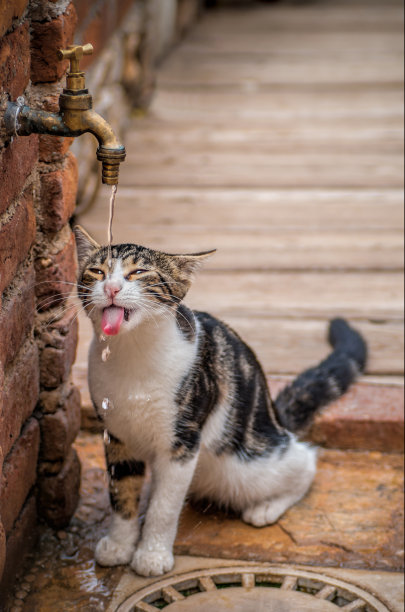 口渴的猫图片下载