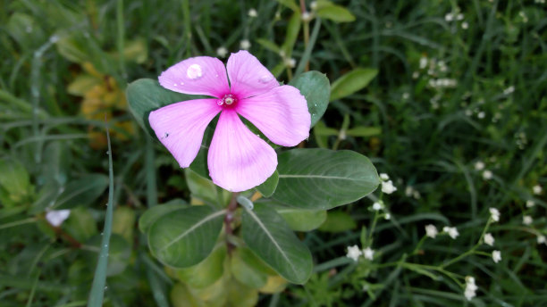 小长春花图片下载