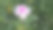 小长春花图片下载
