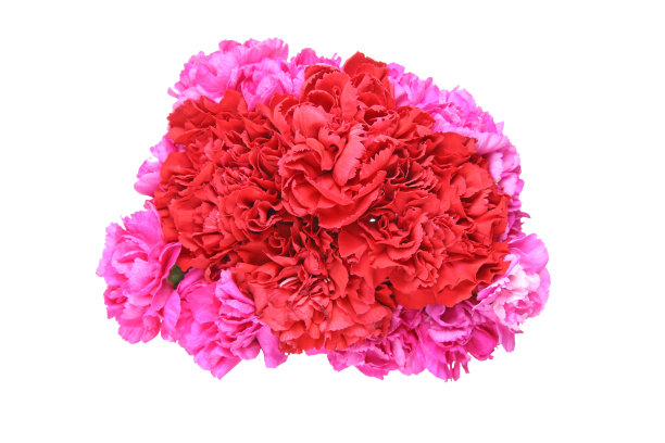 束康乃馨图片下载