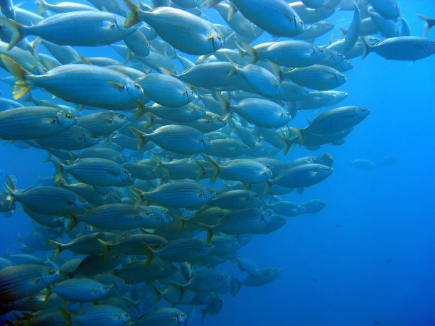 Sarpa Salpa的Shoal图片下载