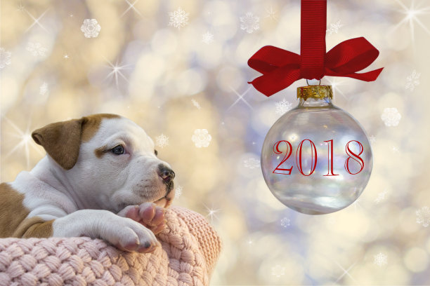 美妙的小狗美国斯塔福德郡梗躺在圣诞背景的盒子里庆祝2018年的狗年图片下载