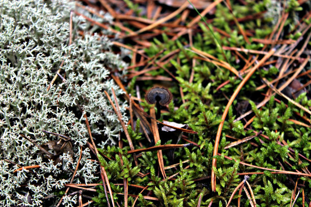 森林中的蘑菇图片下载
