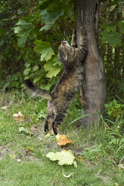 毛茸茸的西伯利亚猫抓树图片下载