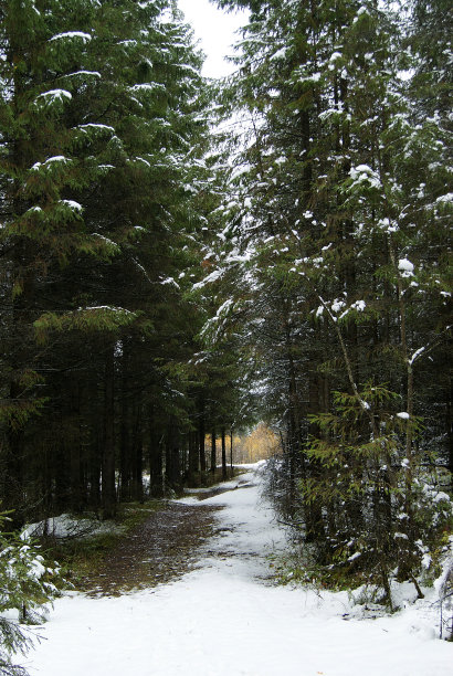 森林里的第一场雪图片下载