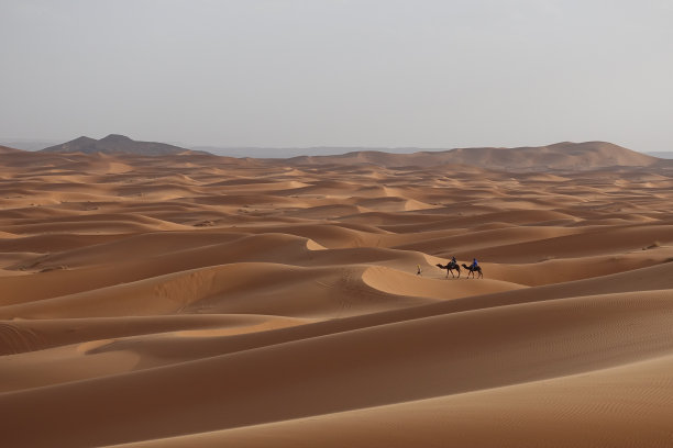 在摩洛哥梅尔祖加的撒哈拉沙漠，Erg Chebbi，两头骆驼图片下载