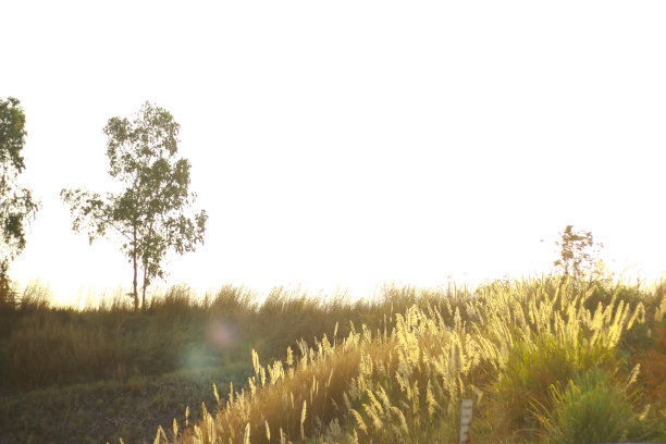 股票照片-剪影花草影响阳光。图片下载