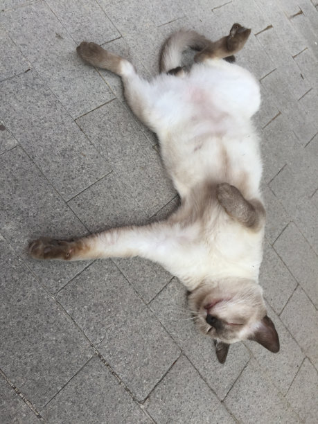 有趣的猫图片下载