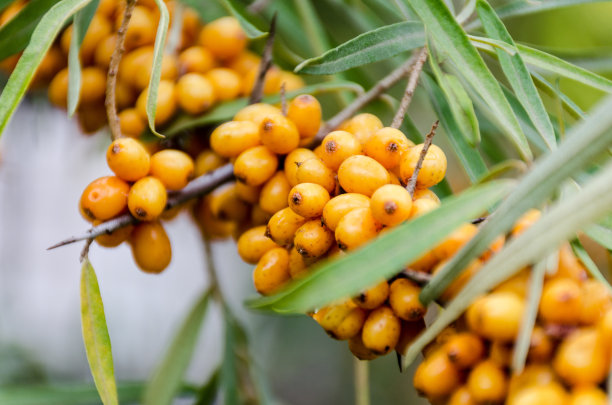 成熟的黄色沙棘浆果在树枝上。照片与浅深度的焦点。图片下载