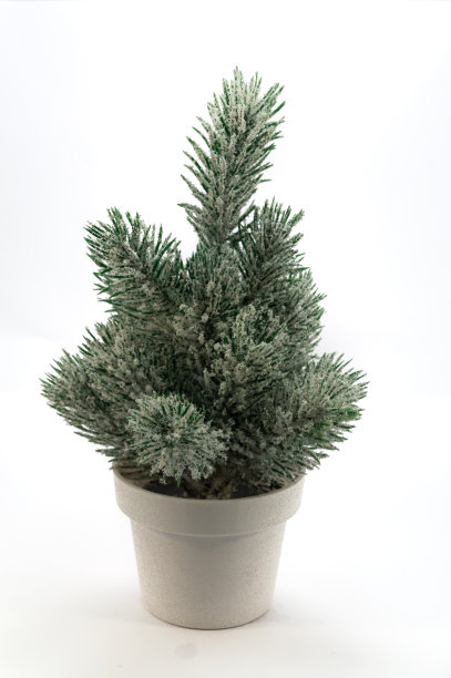 小小的绿冷杉上覆盖着雪图片下载