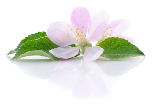 带叶子的苹果花。图片下载