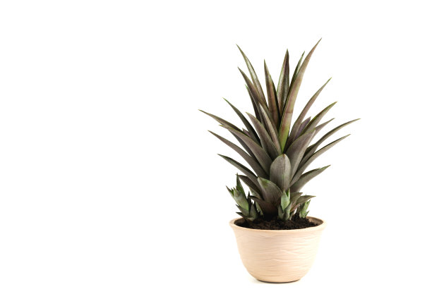 绿色的盆栽植物，树在盆中孤立在白色的背景上。图片下载