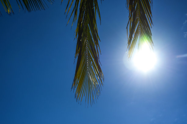 树叶，椰子，棕榈的照片下午的阳光图片下载
