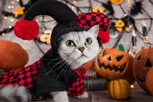 万圣节背景中的猫图片下载