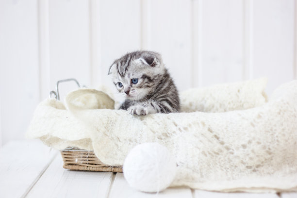 可爱的小猫坐在篮子里。图片下载