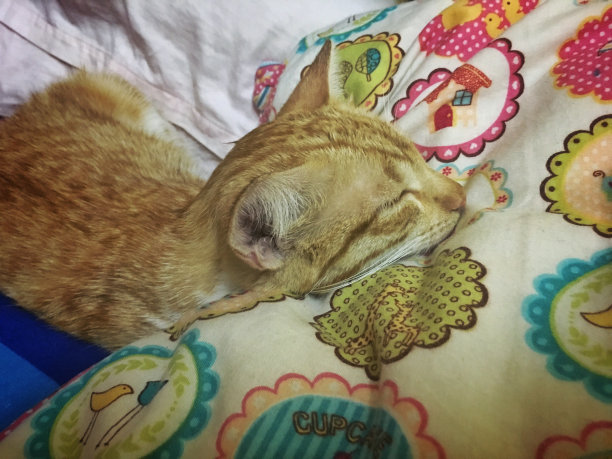 睡觉的猫图片下载