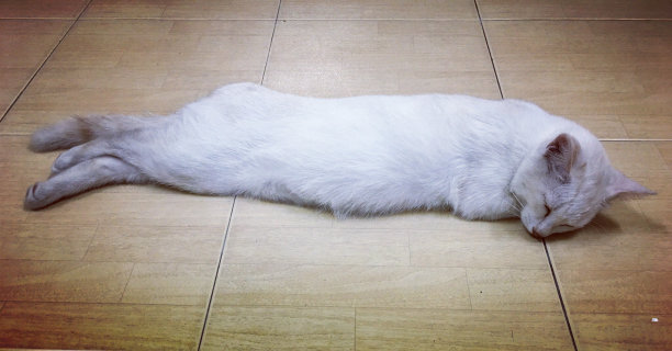 白色的猫睡觉图片下载