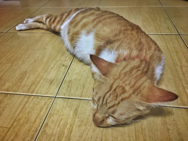 睡觉的猫图片下载