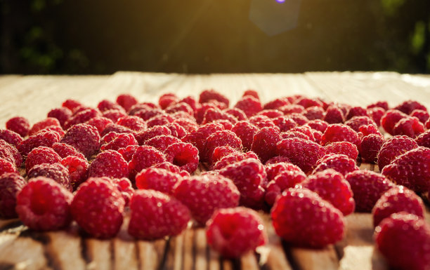 种植树莓，树莓背景特写照片，高分辨率产品，美味一级有机水果，树莓作为背景图片下载