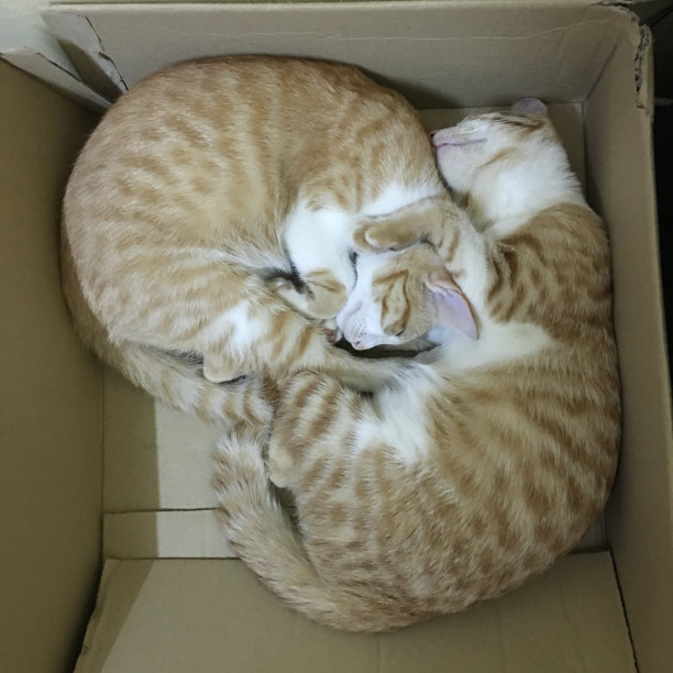 睡觉的猫图片下载