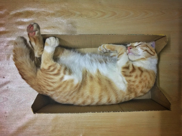 睡觉的猫图片下载