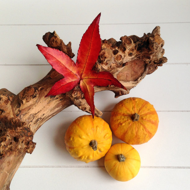 葫芦南瓜和红色的秋叶图片下载