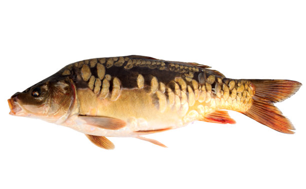 镜像鲤鱼或普通鲤鱼图片下载