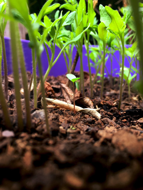 小绿叶子图片下载