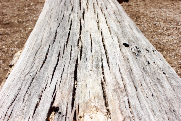 老树风化倒下树干宏图片下载