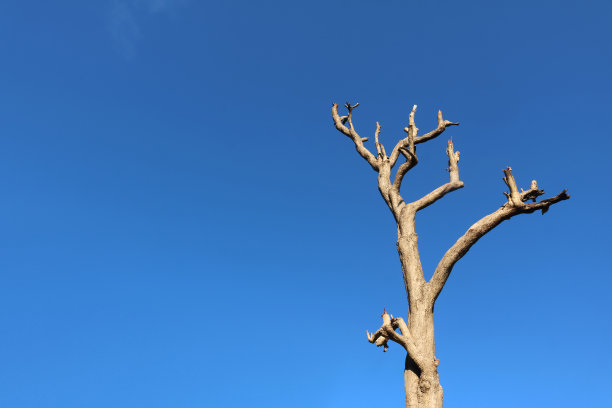 在蓝天的映衬下，树枝被砍断的树干图片下载