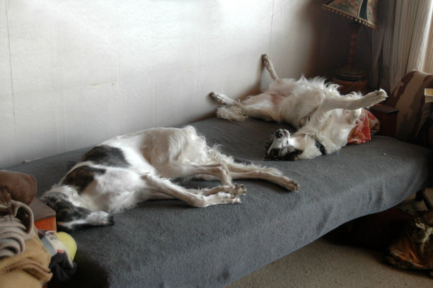 休息的猎狼犬图片下载