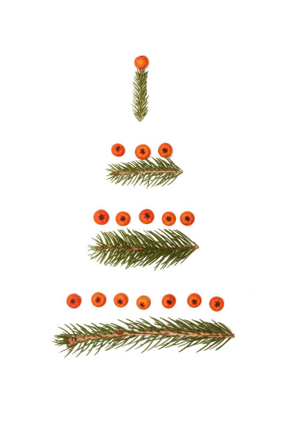 冷杉树枝和冬青树上孤立的浆果白色，圣诞树概念图片下载