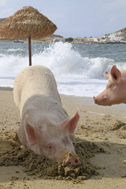 希腊米科诺斯海滩上的猪图片下载