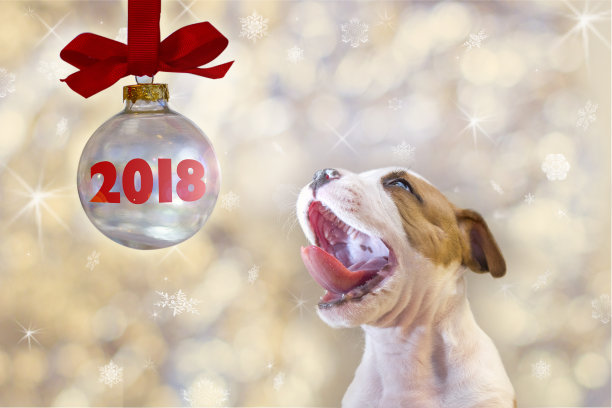 美妙的小狗美国斯塔福德郡梗躺在圣诞背景的盒子里庆祝2018年的狗年图片下载