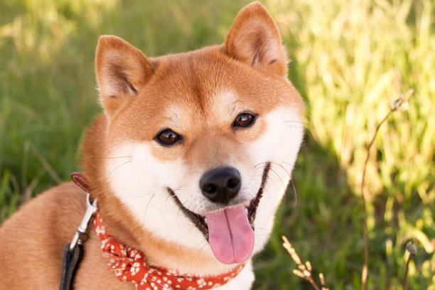 豆柴犬素材图片