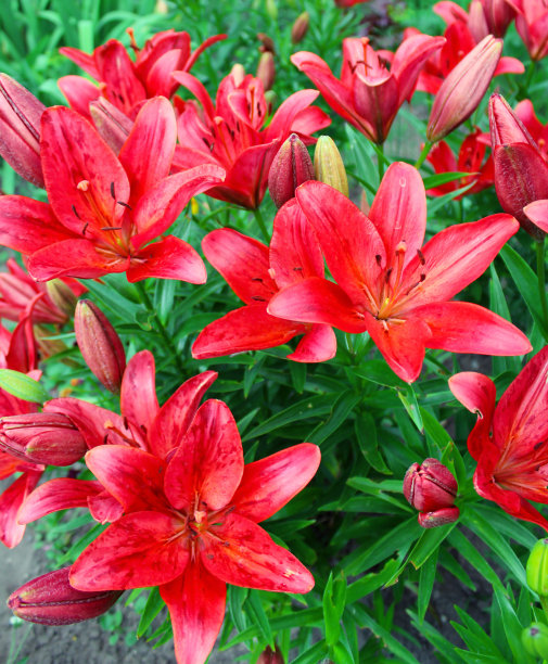 夏天花坛上的红百合花图片下载