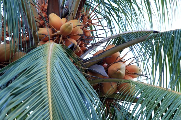 白色天空背景下树上的真正椰子图片下载