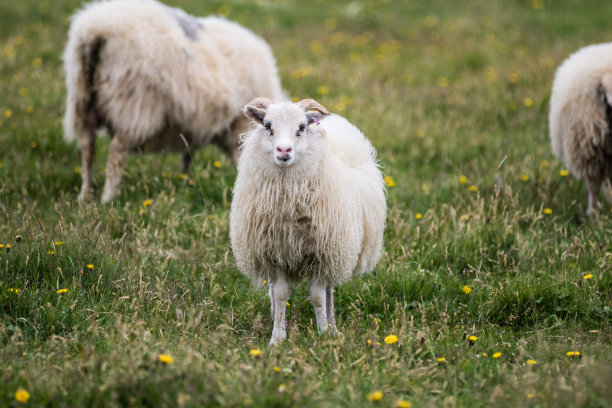 冰岛羊野生动物图片下载